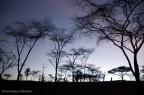 Alba sul serengeti Alba sul serengeti