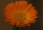 Calendula Calendula