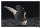 Ho visto le ali di un angelo Ho visto le ali di un angelo