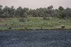Animali sulle sponde del Nilo - Egitto