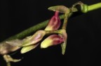 Orchidea nascente. Orchidea nascente.