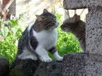 gatti di paese gatti di paese
