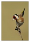 cardellino
