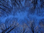 Il cielo tra i rami Il cielo tra i rami