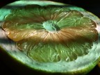 Pompelmo