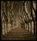 Non viale alberato Non viale alberato