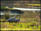 Wilson's Promontory (Australia) Wilson's Promontory (Australia)