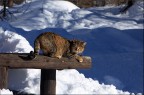Il Gatto delle Nevi Il Gatto delle Nevi