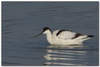 Avocetta Avocetta