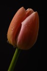 Tulip Tulip