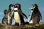 Pinguini dell'isola chiloè Pinguini dell'isola chiloè