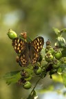 Pararge xiphioides