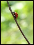 Arrampicata