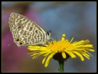 Farfalla
