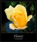 Rosa Gialla Rosa Gialla