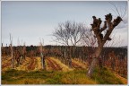 Vigneto Vigneto