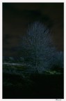 Alberi..nella notte