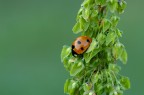 Coccinella Coccinella