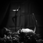 cipolla e ballerina cipolla e ballerina