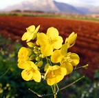 Fiore di campagna Fiore di campagna