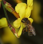 yellow mellow yellow mellow