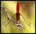 Libellula Libellula