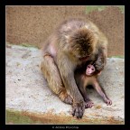 Cure parentali Cure parentali