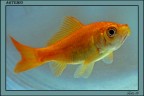 Questo  Artemio. Il mio pesce rosso nella boccia...
Canon Eos 400D + 17-55Is f2,8. L.Focale:55mm,1/200sec, F6,3, Iso 400. Flash:Spedlite 430EX (Rivolto verso l'alto)
