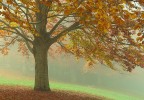 Nebbia d'autunno Nebbia d'autunno