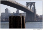 American Seagull American Seagull