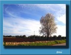 durante la passeggiata domenicale ho notato che igli alberi di mandorlo sono gia' fioriti,cosi' ho scattato questa foto.