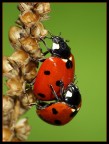 Coccinelle Coccinelle