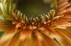 corona di petali