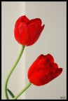 RedTulipan RedTulipan
