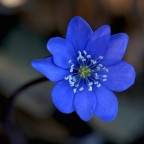 comincia il risveglio comincia il risveglio