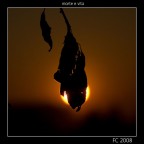 morte e vita morte e vita