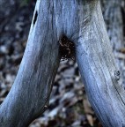 chiodo fisso! chiodo fisso!