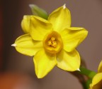Narcissus Narcissus