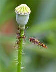 In volo