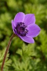 Pentax k100d con Pentax DA 50-200, 1/180 sec. f/11. Alla partita di mio figlio: per fotografare il fiore mi sono perso un gol!