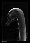 The beautiful swan