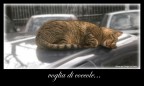 voglia di coccole... voglia di coccole...