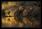 Fallig tree... Fallig tree...