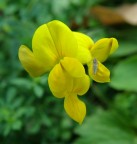 Giallo-verde Giallo-verde