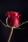 Rosa rossa di san valentino Rosa rossa di san valentino