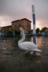 Il Cigno ed il Lago Il Cigno ed il Lago