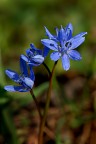 Scilla bifoglia Scilla bifoglia