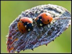 Coccinelle.. Coccinelle..