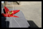 Rosso di Calabria Rosso di Calabria