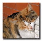 Chi mi fà le coccole? Chi mi fà le coccole?